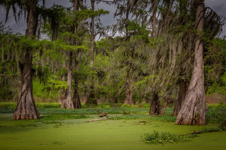 044 Lake Martin, Breaux Bridge.jpg